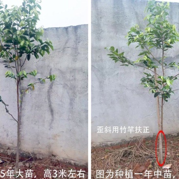 奇楠嫁接沉香苗糖结凹身多年苗齐楠母树，奇楠芽条