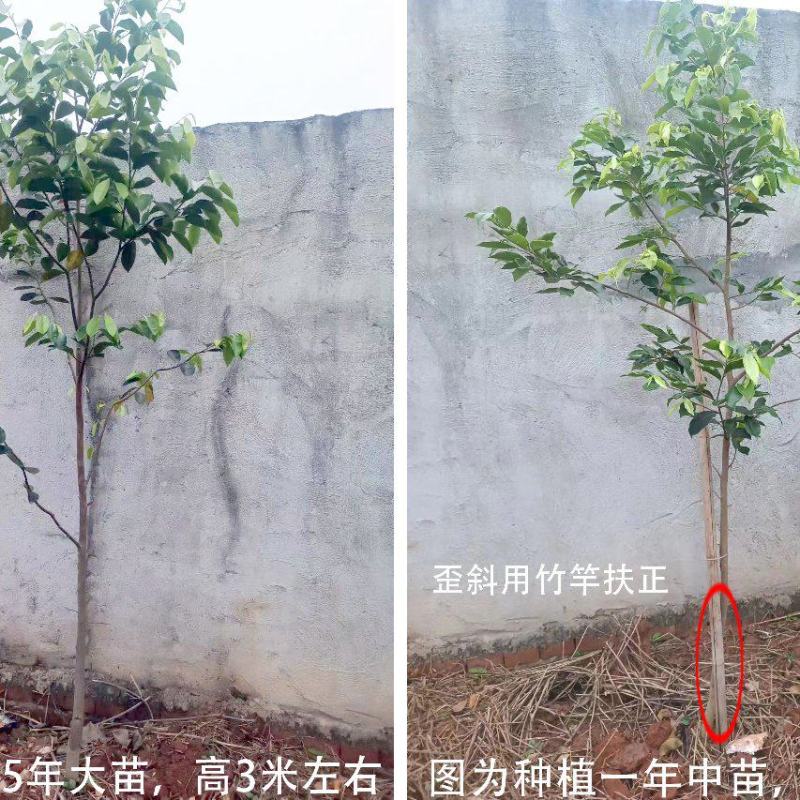 奇楠嫁接沉香苗糖结凹身多年苗齐楠母树，奇楠芽条
