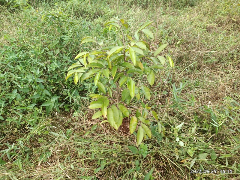 奇楠嫁接沉香苗糖结凹身多年苗齐楠母树，奇楠芽条