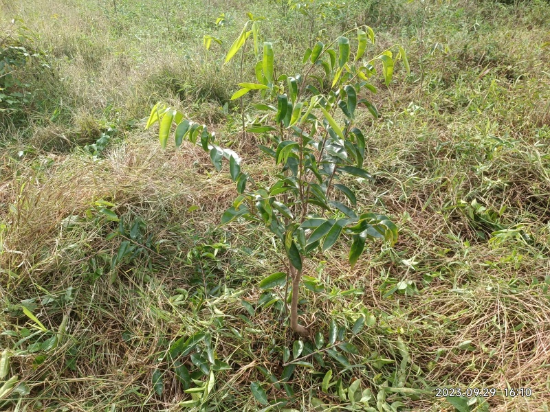 奇楠嫁接沉香苗糖结凹身多年苗齐楠母树，奇楠芽条