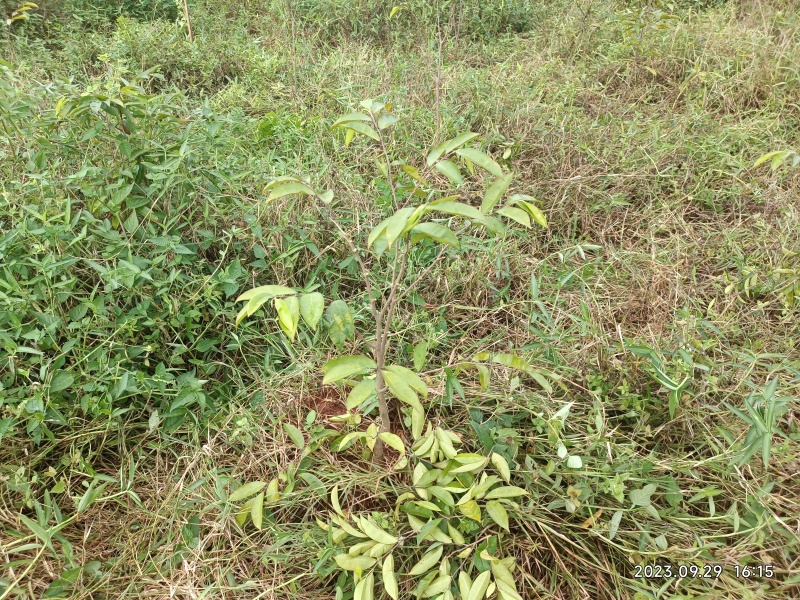 奇楠嫁接沉香苗糖结凹身多年苗齐楠母树，奇楠芽条