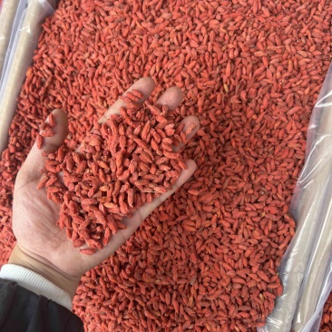 中枸杞