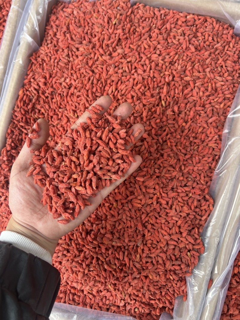 中枸杞