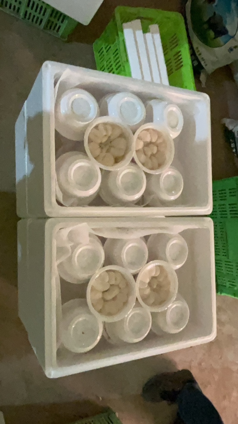 兰州鲜百合碗装大碗整件批发，视频看货量大优惠可谈
