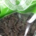 玄参中药材玄参***净货实物实拍