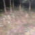 大量自家桂花树便宜处理。