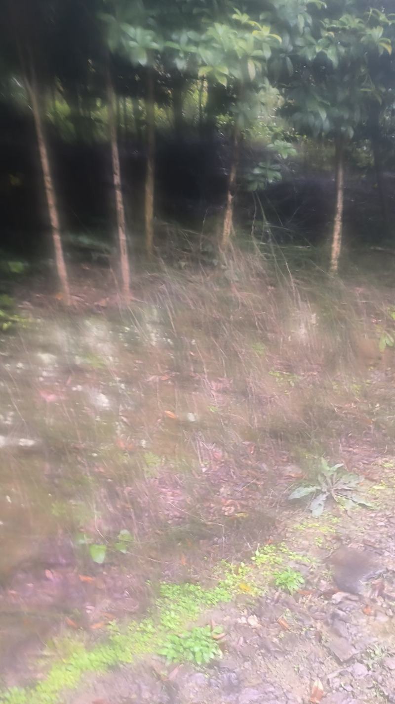 大量自家桂花树便宜处理。