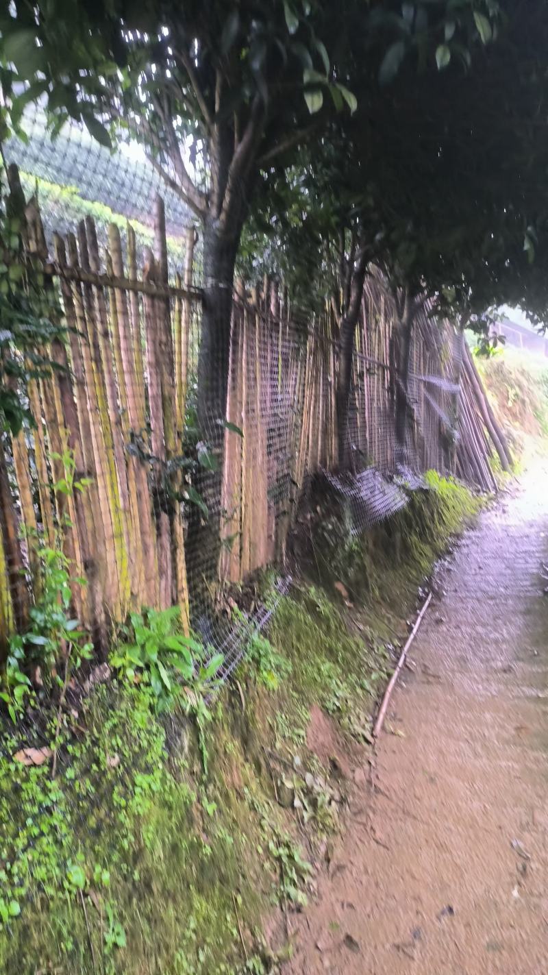 大量自家桂花树便宜处理。