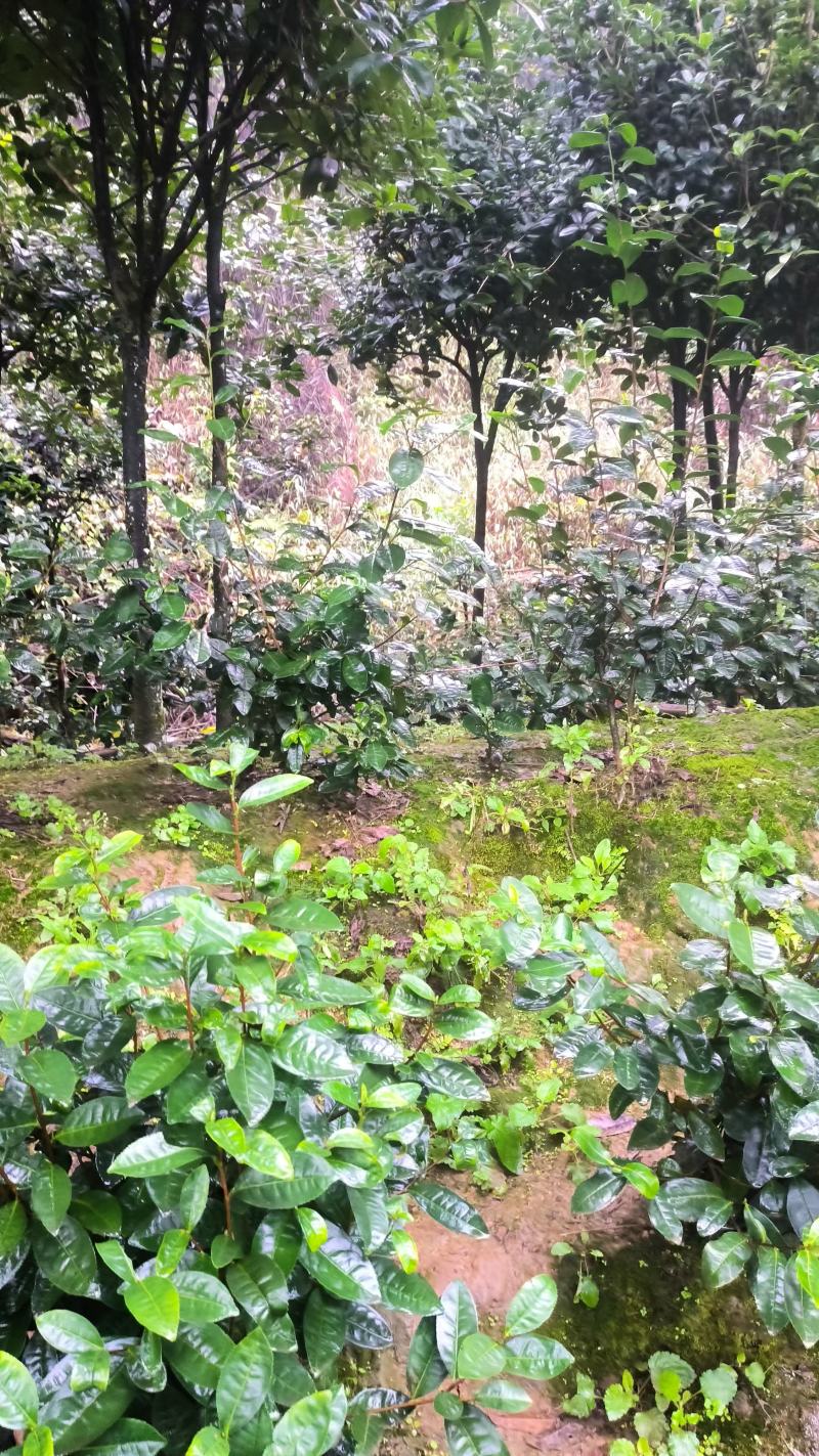 大量自家桂花树便宜处理。