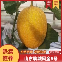 凤金6号北海一号哈密瓜可对接各大平台商超