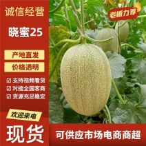 晓蜜25哈密瓜小蜜西州蜜专业对接市场商超平台