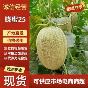 晓蜜25哈密瓜小蜜西州蜜专业对接市场商超平台