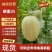 晓蜜25哈密瓜小蜜西州蜜专业对接市场商超平台