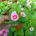 报春花