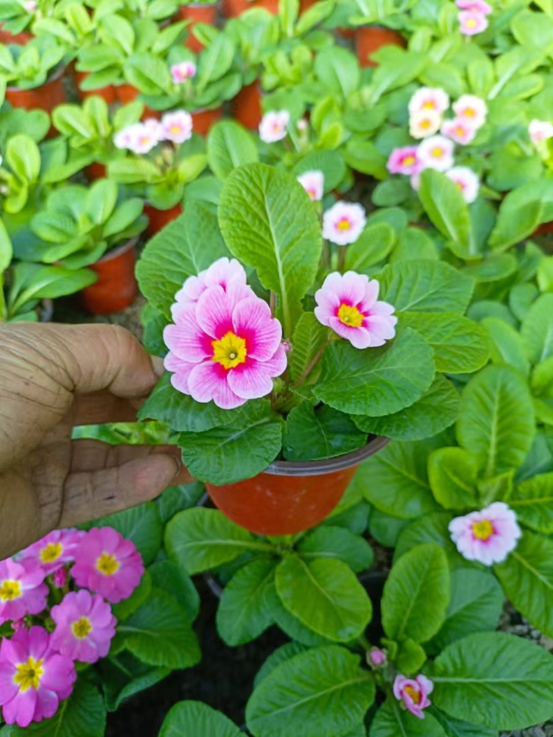 报春花