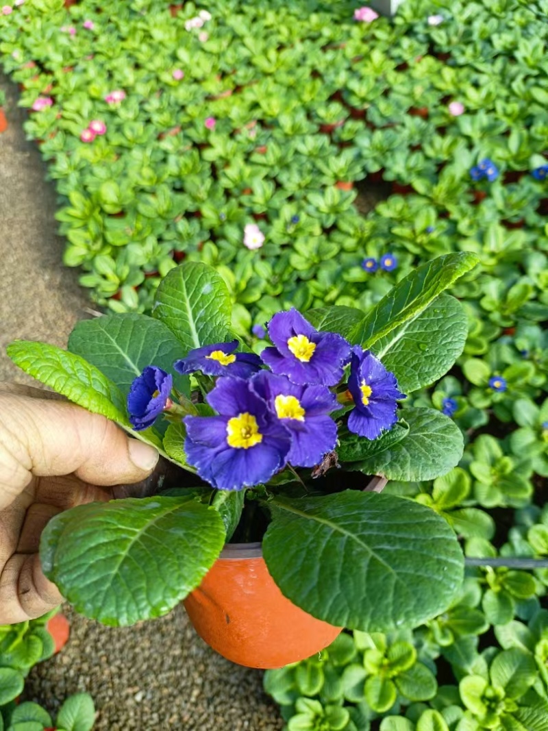 报春花