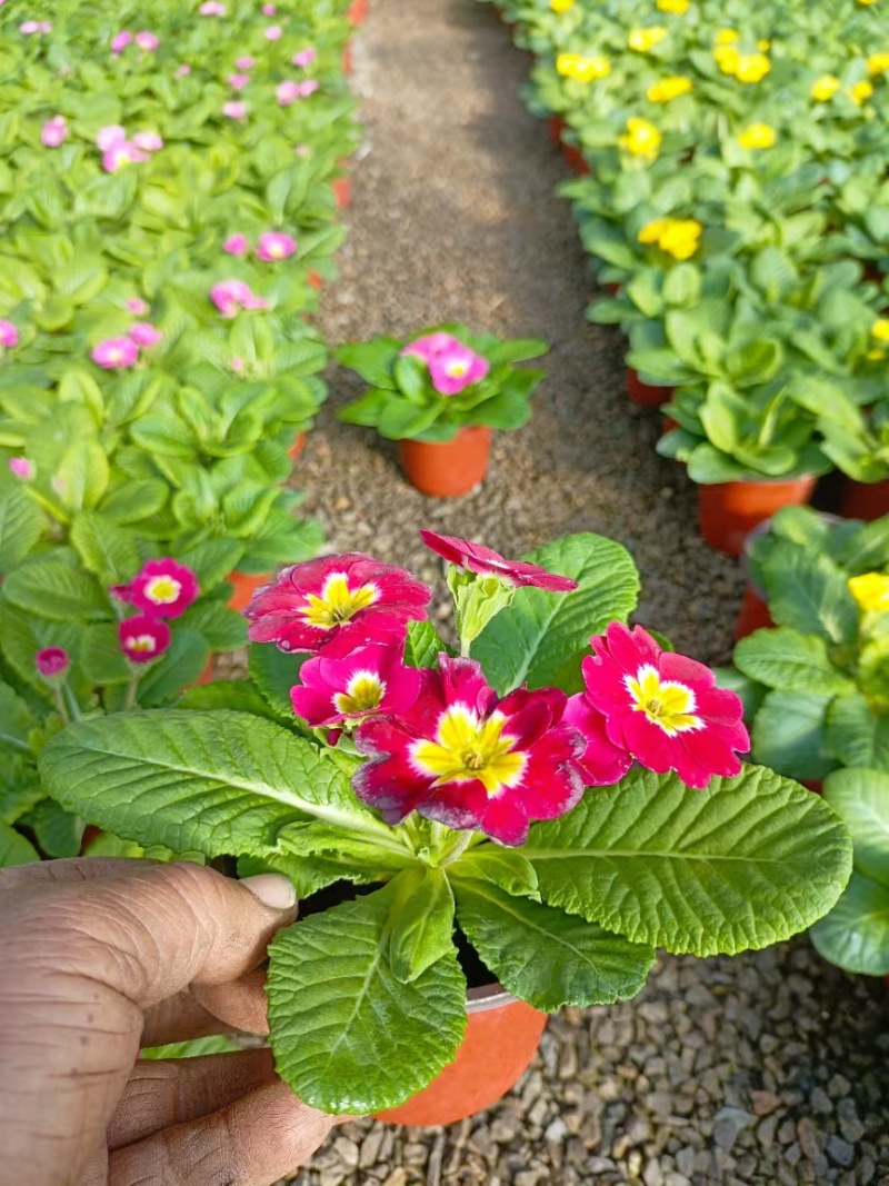报春花