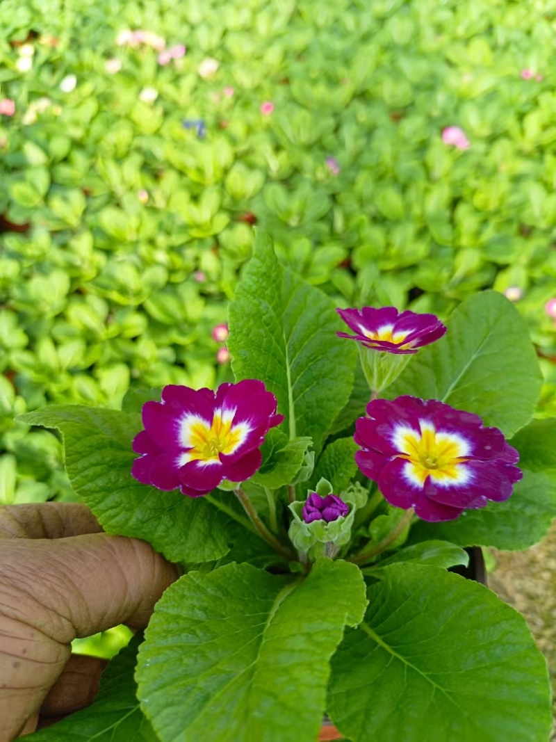 报春花