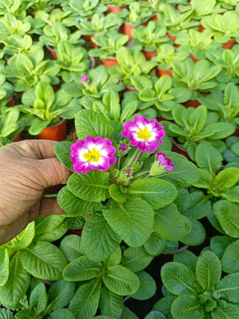 报春花