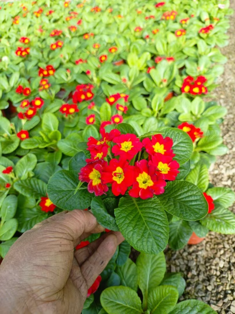 报春花