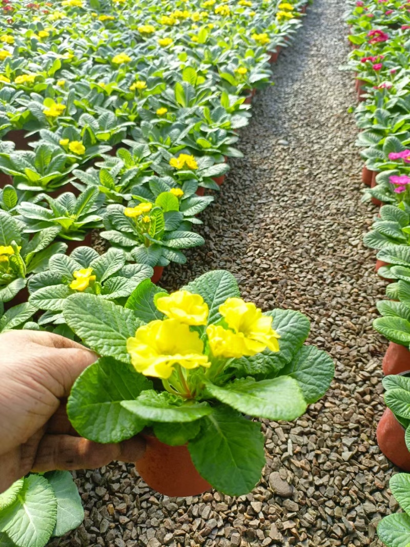 报春花