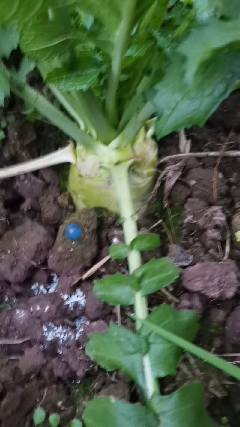 产地大头菜，市场货工厂货供应，各种规格，欢迎商家直购。