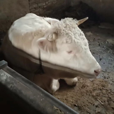 河南渑池县25头肉牛售卖