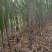 甘蔗采摘品种多可批发零售欢迎致电:***********