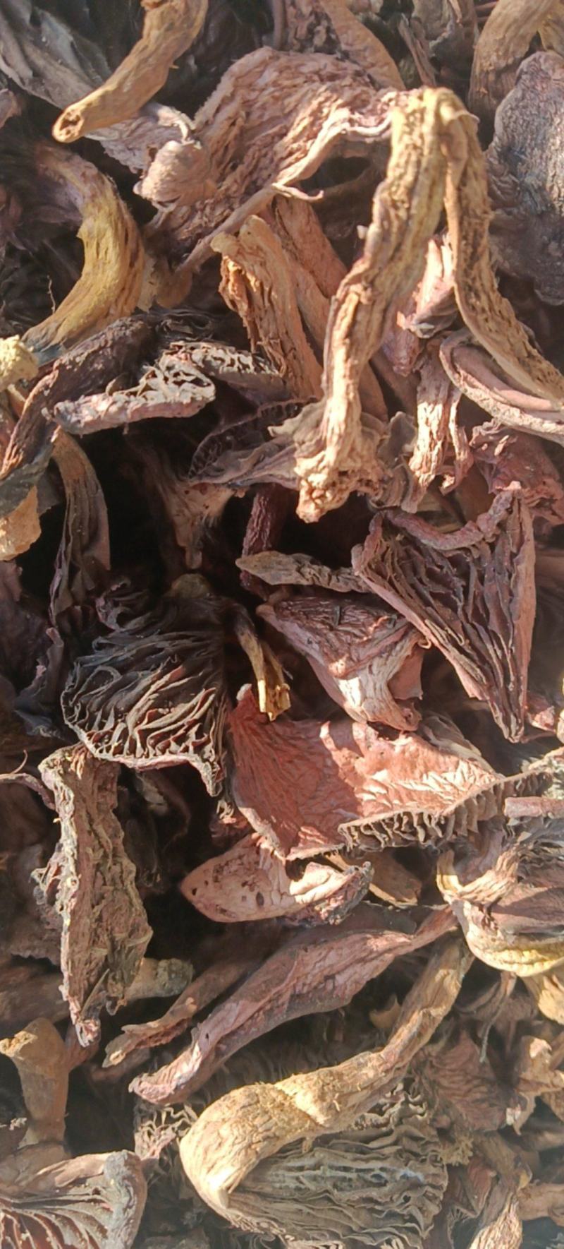 野生肉磨也称红磨菇