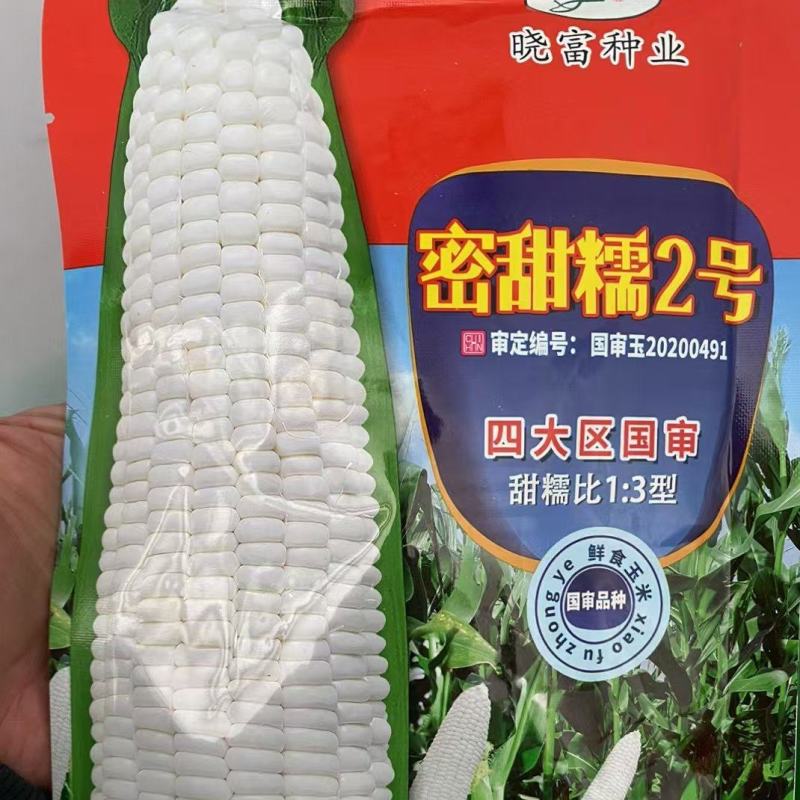 【香糯】珍甜糯甜糯玉米种子棒子大产量高甜度高口感好