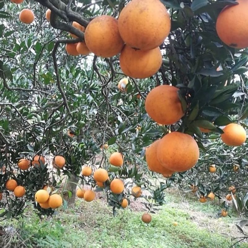 四川金堂脐橙大量出货，基地种植一手货源，规格价格齐