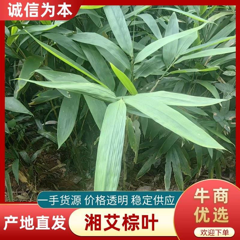 云南湘艾棕叶产地直发可视频看货欢迎选购