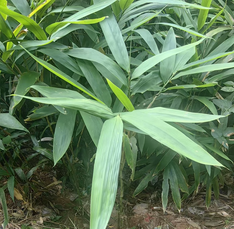云南湘艾棕叶产地直发可视频看货欢迎选购