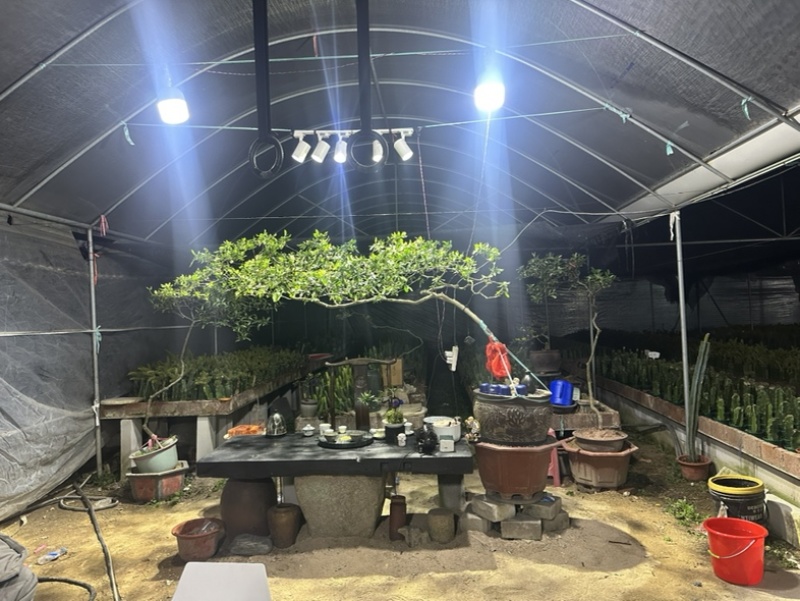 海岛春花，栀子花