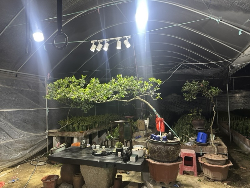海岛春花，栀子花