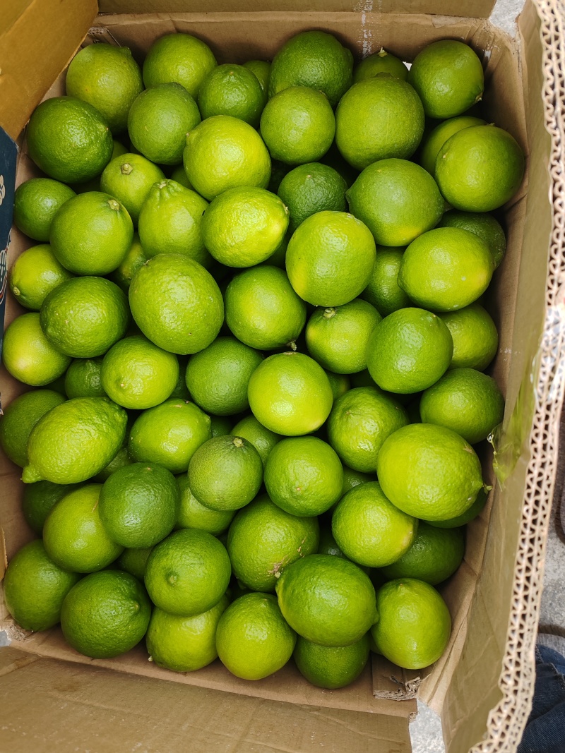 无籽柠檬/叶