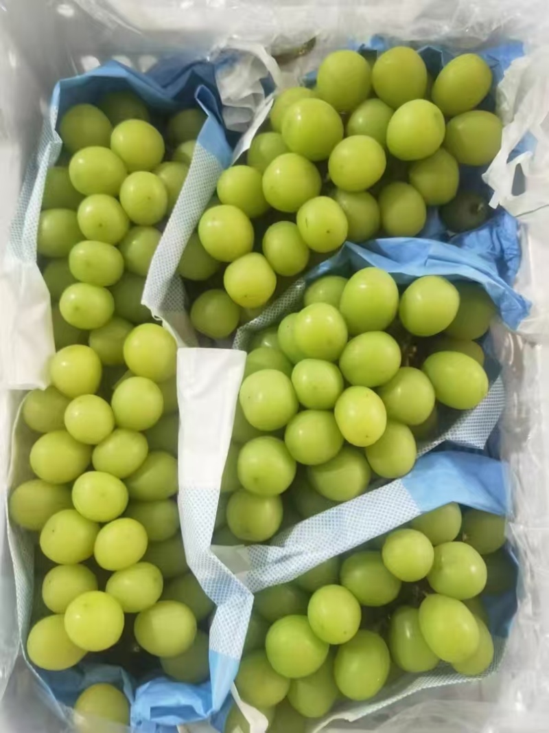 阳光玫瑰皮薄肉厚粒大无核圆润饱满香甜多汁质量保证