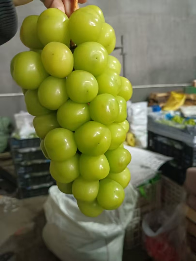 阳光玫瑰皮薄肉厚粒大无核圆润饱满香甜多汁质量保证