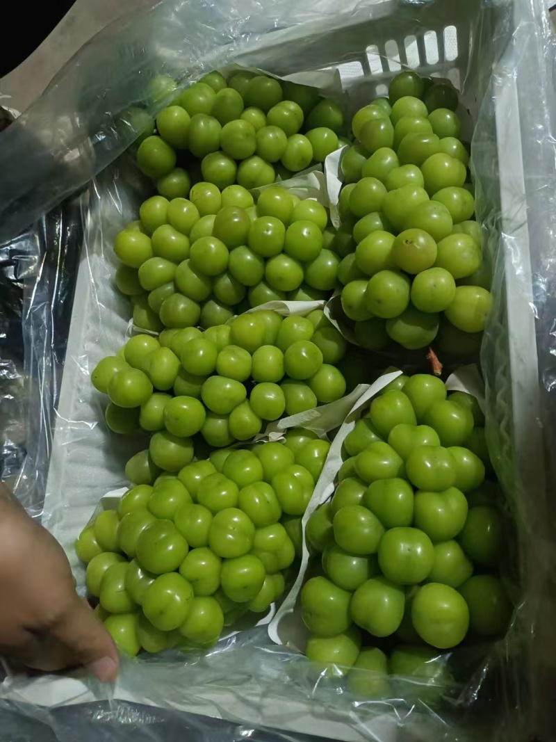 阳光玫瑰皮薄肉厚粒大无核圆润饱满香甜多汁质量保证