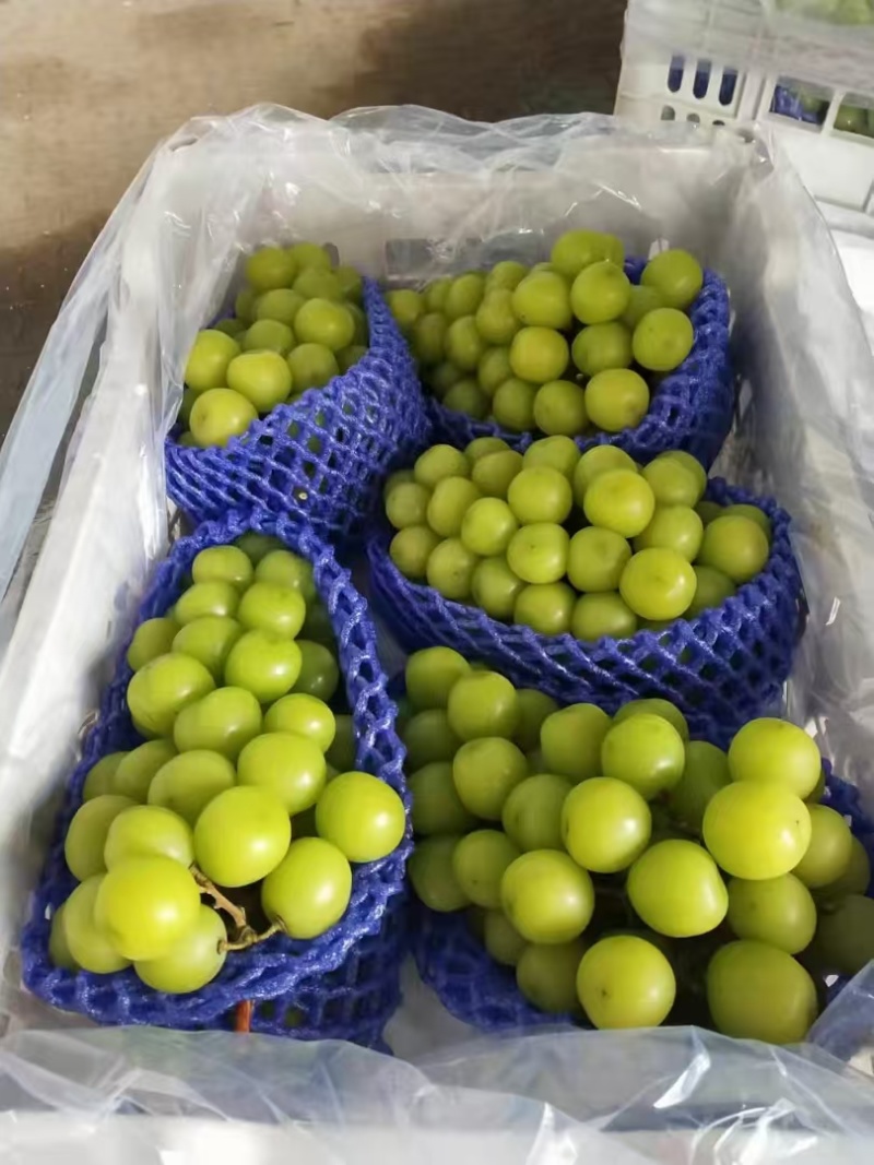阳光玫瑰皮薄肉厚粒大无核圆润饱满香甜多汁质量保证