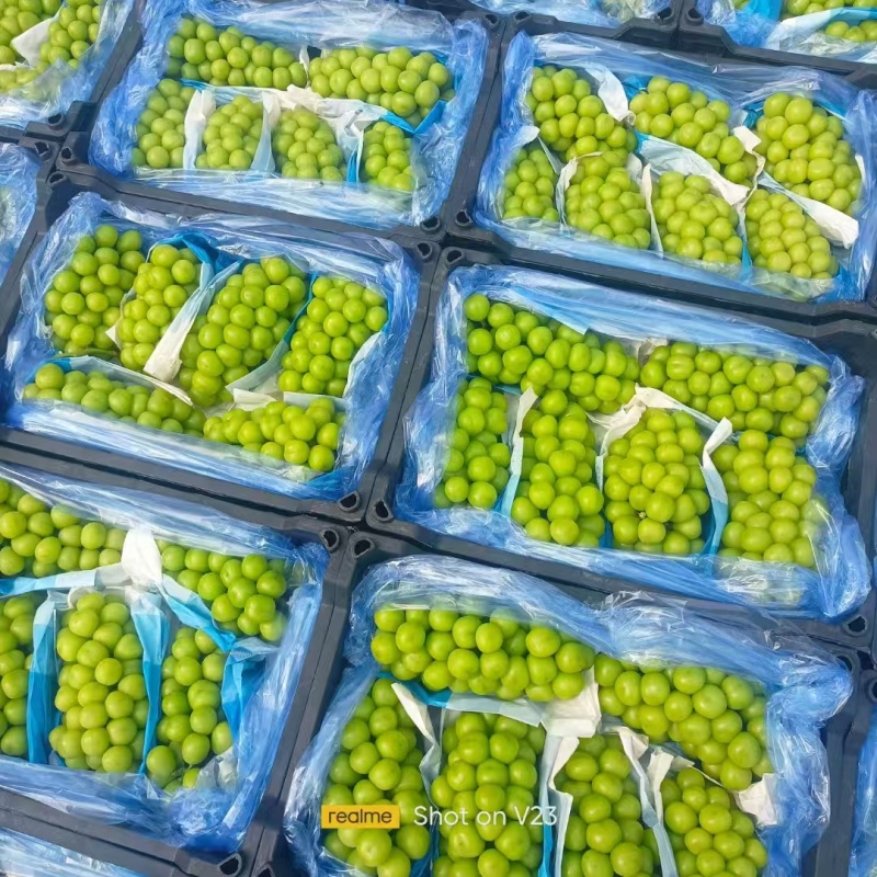 阳光玫瑰皮薄肉厚粒大无核圆润饱满香甜多汁质量保证