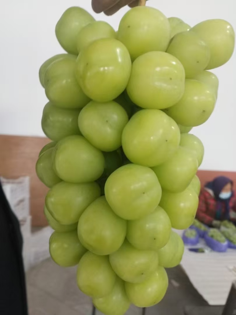 阳光玫瑰皮薄肉厚粒大无核圆润饱满香甜多汁质量保证