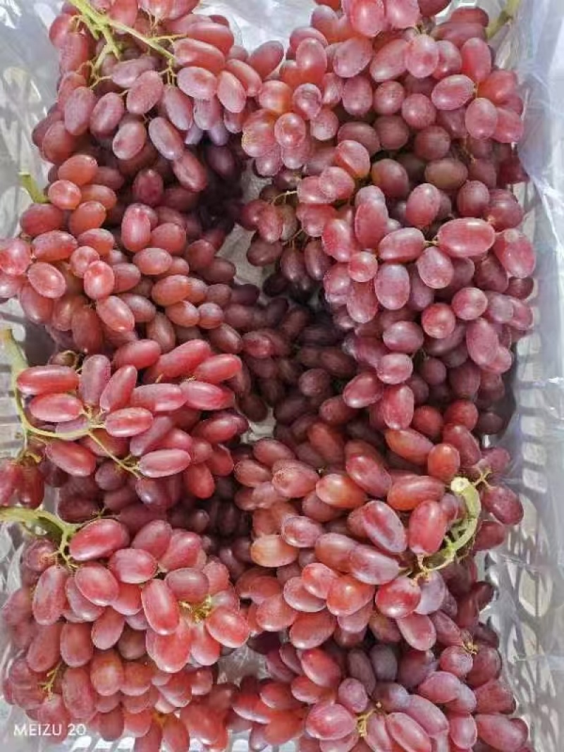克伦生皮薄肉厚，营养丰富，粒大无核，香甜多汁，晶莹剔透