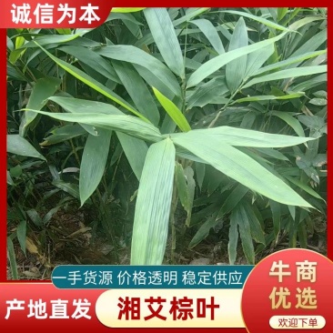 老挝湘艾棕叶产地直发可视频看货质量保证