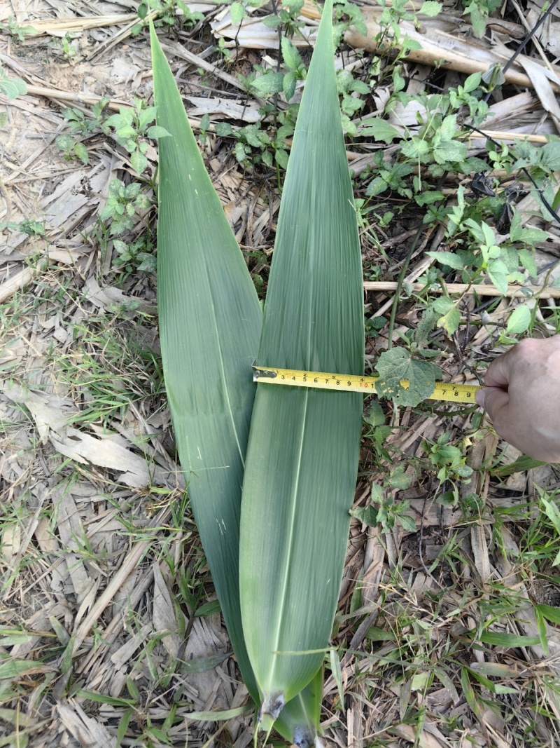 老挝湘艾棕叶产地直发可视频看货质量保证