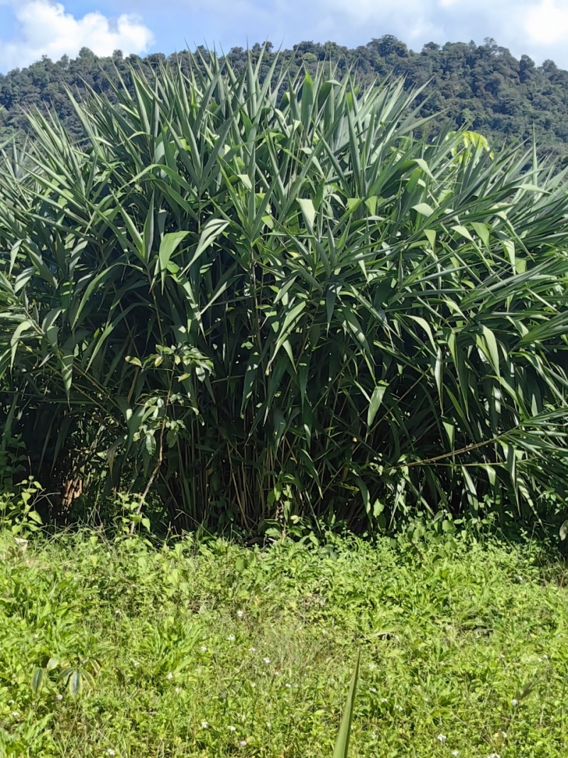 老挝湘艾棕叶产地直发可视频看货质量保证