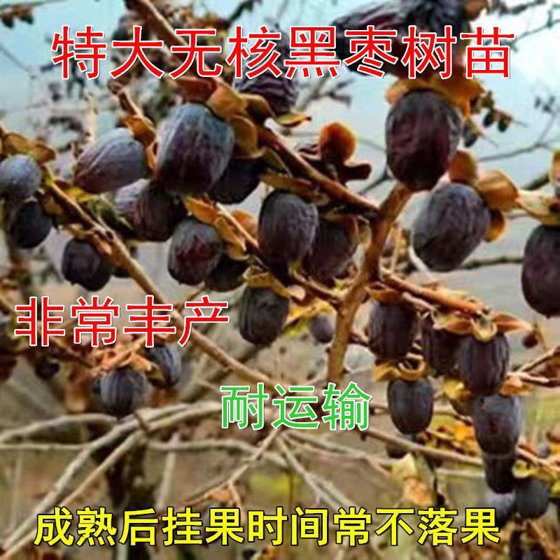 无核黑枣树苗又名君迁子树苗黑枣牛奶柿子苗南北方种植