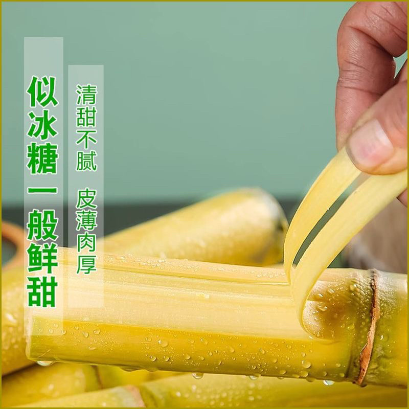 云南高山种植黄金甘蔗黄皮甘蔗青皮甘蔗一件代发