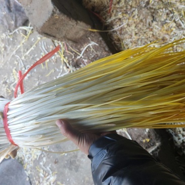 蒜黄质量保证，产地直发，一手货源，货源充足