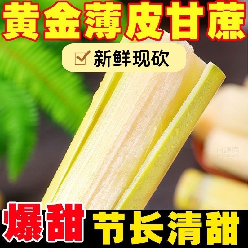 云南高山种植黄金甘蔗黄皮甘蔗青皮甘蔗一件代发